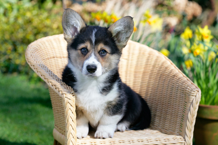 Pup in Chair DP665