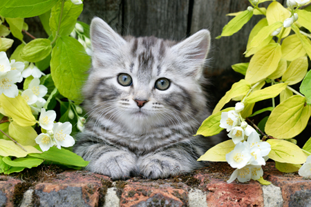 Kitten in Garden CK449