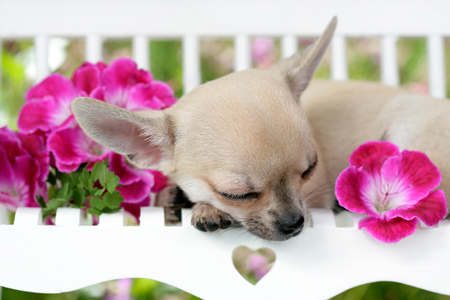 Sleeping Chihuahua DP682