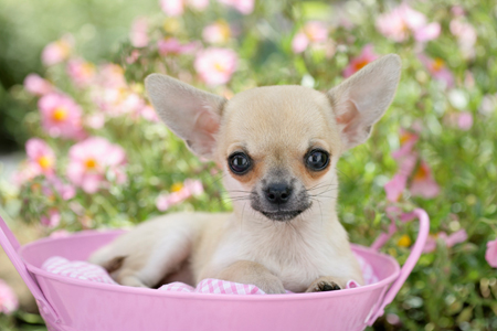 Chihuahua in Basket DP683