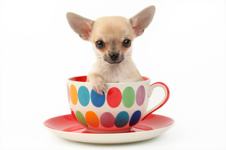 Chihuahua in Cup DP684