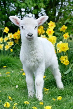 Lamb & Flowers EA543