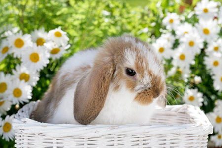 Bunny in White Basket EA548