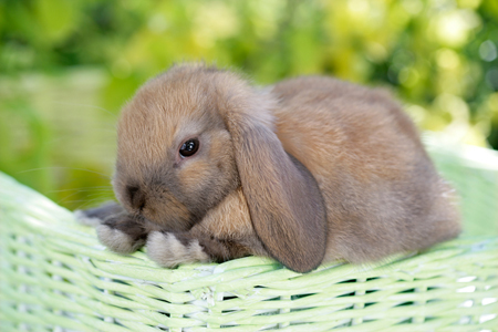 Bunny in Green Basket EA549