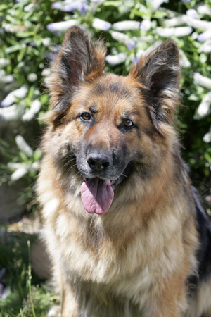 Alsatian Portrait DP688