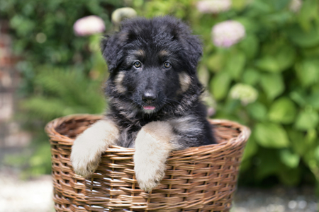 Puppy in a Basket DP685