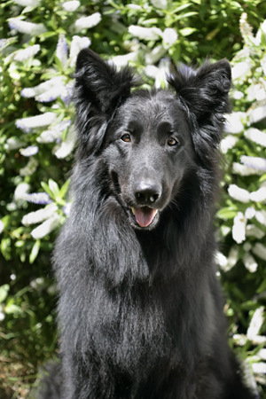 Black Collie DP687