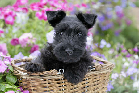 Scottie in a Basket DP689