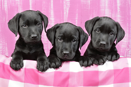 3 Black Lab Pups Pink DP691