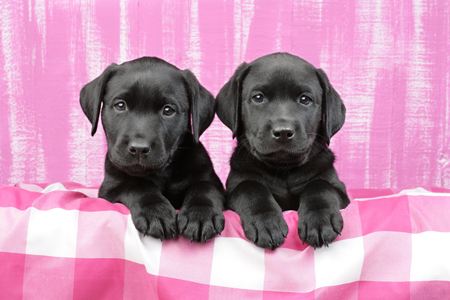 2 Black Lab Pups Pink DP692