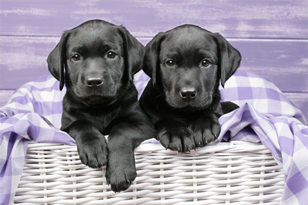 2 Black Lab Pups Purple DP693