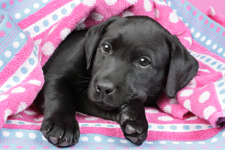 Lab Pup in a Blanket DP694