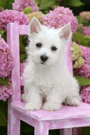 White Puppy on Seat DP696