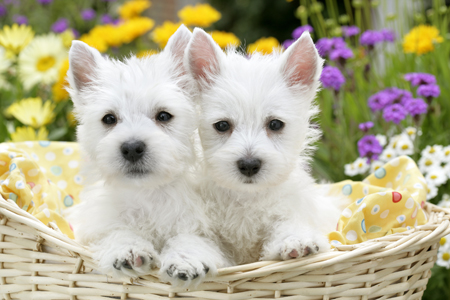 2 White Pups in a Basket DP697