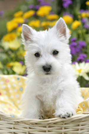 White Pup in a Basket DP698