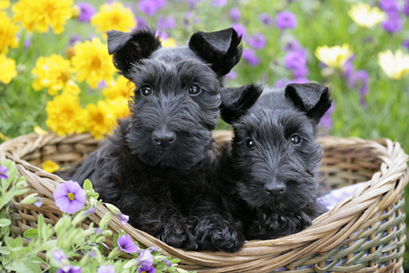 2 Scotties in a Basket DP699