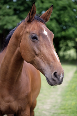 Tan Horse Portrait H134