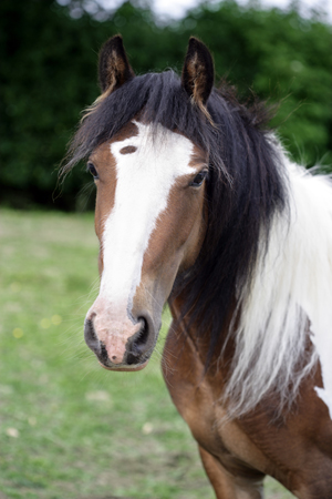 White and Tan Horse Portrait H135