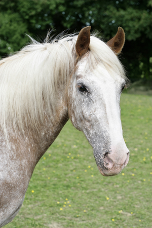 Grey Horse Portrait H136