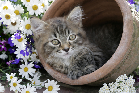 Kitten in Pot CK452