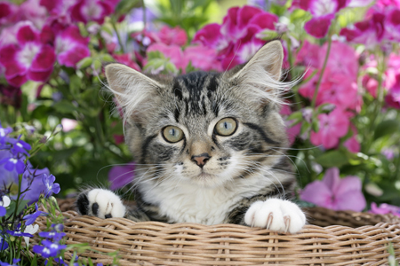 Kitten in Basket CK456