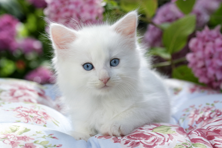 White Kitten CK458