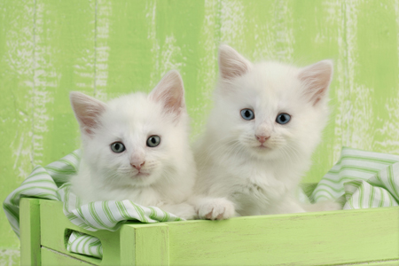 Two White Kittens CK460