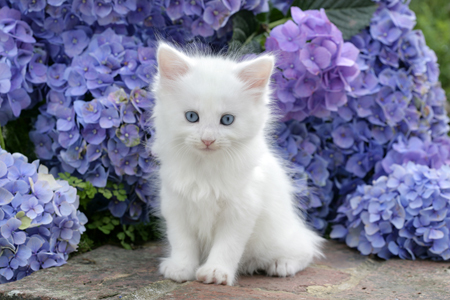 White Kitten CK461