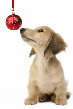 Puppy with Red Bauble (C585)