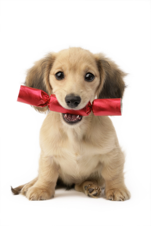 Puppy with Christmas Cracker (C586)