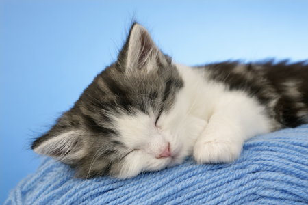 Sleeping Kitten on Blue Wool (CK464)