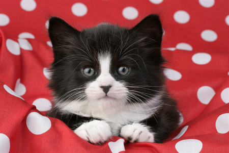 Kitten in Polka Dots (CK465)