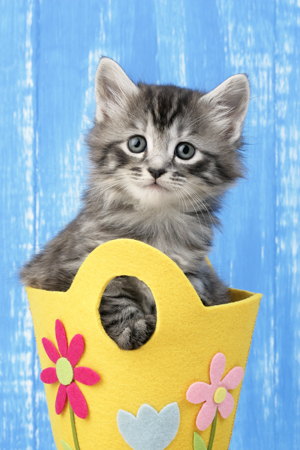 Kitten in Yellow Felt Basket (CK466)