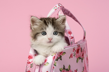 Kitten in Pink Flower Handbag (CK467)