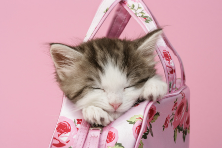 Sleeping Kitten in Pink Handbag (CK468)