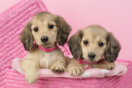 Two Puppies in Pink Basket (DP702)