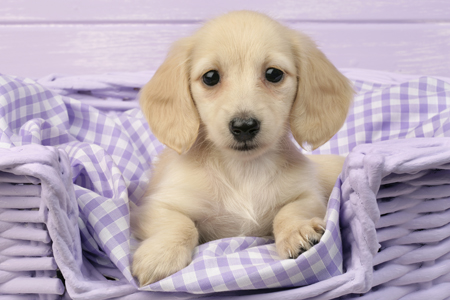 Puppy in Lilac Basket (DP703)