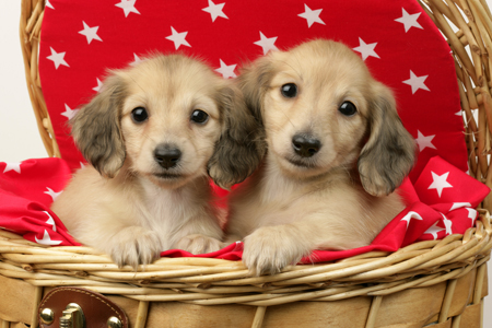 Puppies on Red & White Star Pattern(DP704)