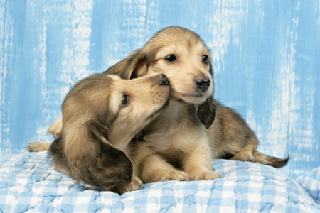 Two Puppies on Gingham Quilt (DP706A)