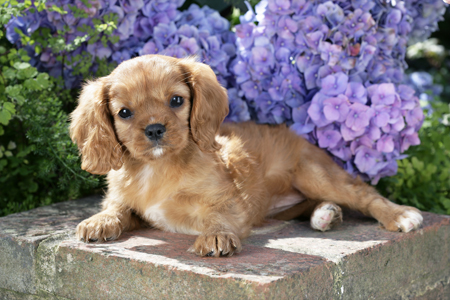 Puppy with Purple Blossom (DP707)