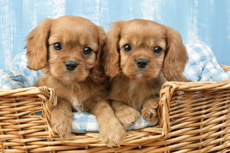 Two Puppies in Woven Basket (DP709)