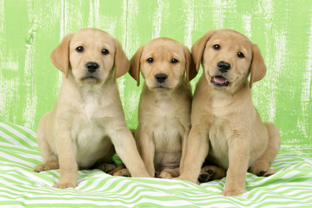 Labrador Puppies in Lime Green (DP710)