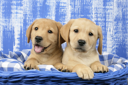 Labrador Puppies in Blue Basket (DP711)