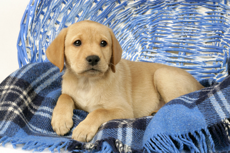 Labrador Puppy on Tartan Blanket (DP712)