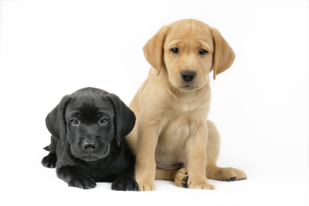 Two Labrador Puppies (DP713)