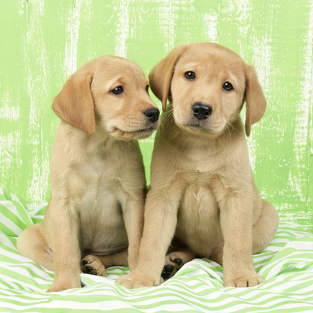 Two Labrador Puppies in Lime Green(DP714)