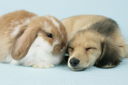 Bunny & Puppy (DP715)