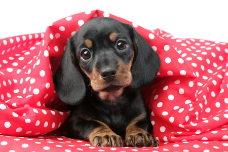 Puppy in Polka Dot Quilt (DP716)