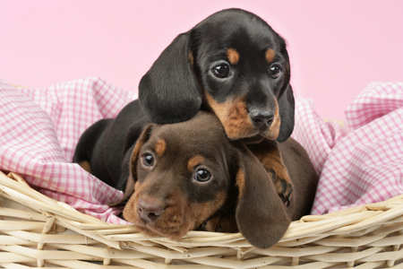 Puppies Cuddling in Basket (DP717)