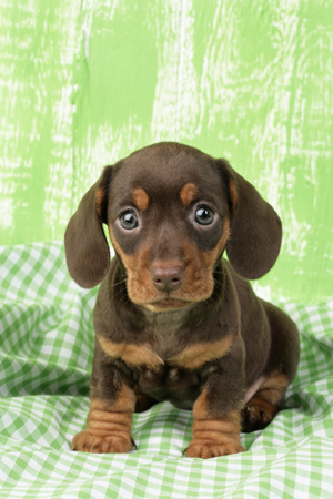 Puppy on Green Gingham (DP718)